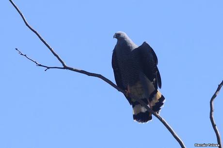 Gavilán patas largas (Geranospiza caerulescens)