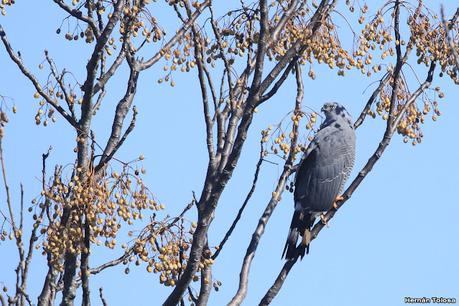 Gavilán patas largas (Geranospiza caerulescens)