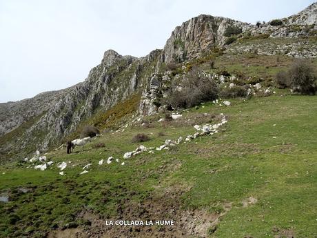 Cofiñu-Bustacu-Les Corripies-Mirueñu