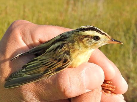 Estas son las 5 especies que no te puedes perder en el estuario del Miño