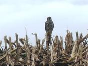 Visitantes norte este