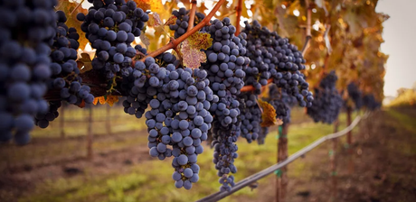 Garnacha o garnacha tinta Garnacha o garnacha tinta