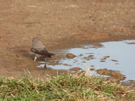 Avión roquero recogiendo barro