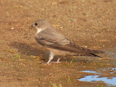 Avión roquero recogiendo barro