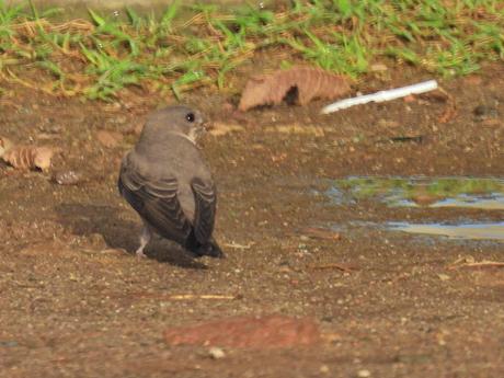 Avión roquero recogiendo barro