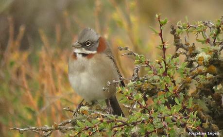 Río Gallegos (febrero 2022)