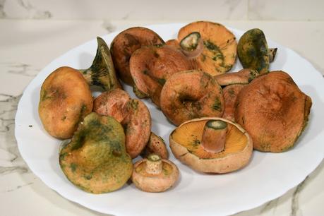 Croquetas de Rovellons (niscalos)