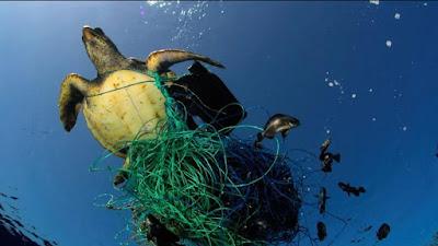 Los pesqueros abandonan en el mar tanto sedal 'asesino' como para dar 400 vueltas al mundo.