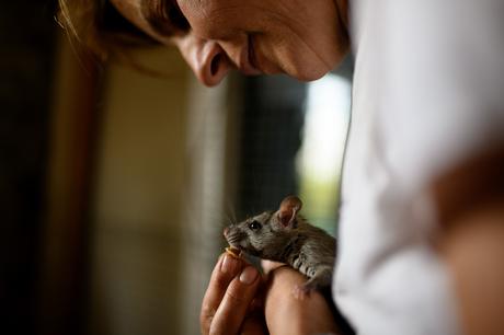 Generación Vegana donará 1$ por cada suscripción gratis a sus desafíos veganos