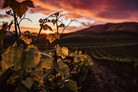 Cómo la tecnología aumenta la calidad de los vinos Cómo la tecnología aumenta la calidad de los vinos