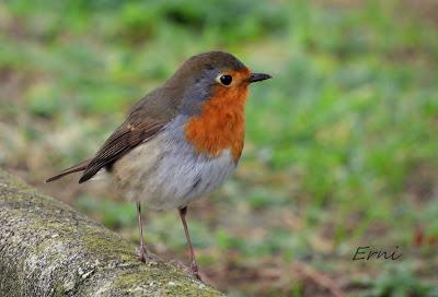 ÁNSAR PIQUICORTO (Anser brachyrhynchus) EN ESCALANTE