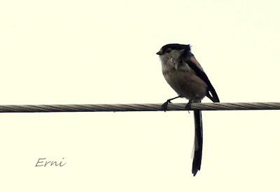 ÁNSAR PIQUICORTO (Anser brachyrhynchus) EN ESCALANTE