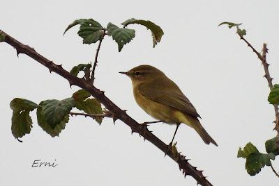 ÁNSAR PIQUICORTO (Anser brachyrhynchus) EN ESCALANTE