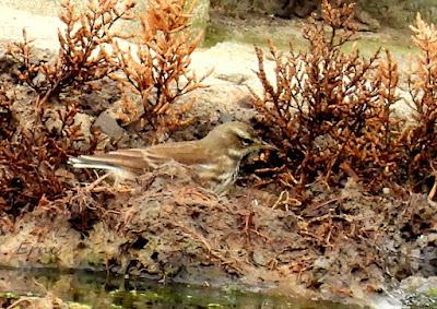 ÁNSAR PIQUICORTO (Anser brachyrhynchus) EN ESCALANTE