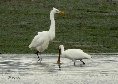ÁNSAR PIQUICORTO (Anser brachyrhynchus) EN ESCALANTE