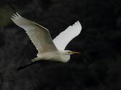 ÁNSAR PIQUICORTO (Anser brachyrhynchus) ESCALANTE