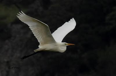 ÁNSAR PIQUICORTO (Anser brachyrhynchus) EN ESCALANTE