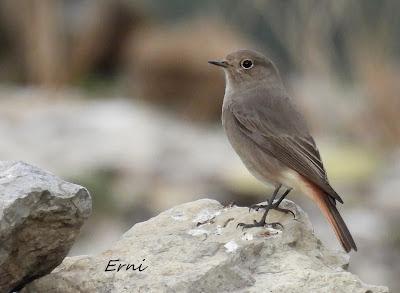 ÁNSAR PIQUICORTO (Anser brachyrhynchus) EN ESCALANTE