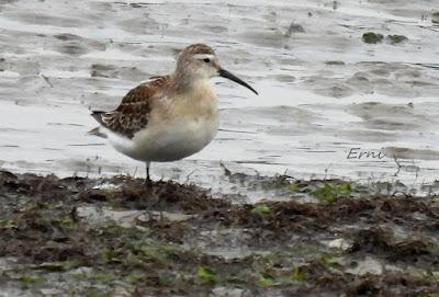 ÁNSAR PIQUICORTO (Anser brachyrhynchus) EN ESCALANTE