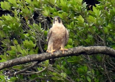 ÁNSAR PIQUICORTO (Anser brachyrhynchus) EN ESCALANTE