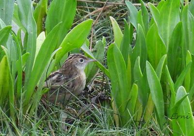 ÁNSAR PIQUICORTO (Anser brachyrhynchus) EN ESCALANTE