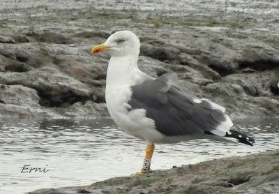 ÁNSAR PIQUICORTO (Anser brachyrhynchus) EN ESCALANTE