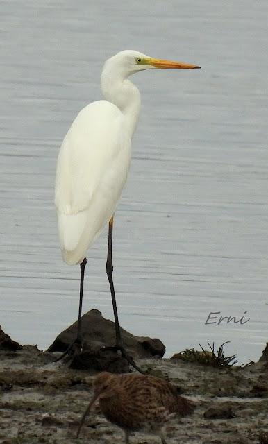 ÁNSAR PIQUICORTO (Anser brachyrhynchus) EN ESCALANTE