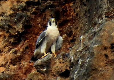 ÁNSAR PIQUICORTO (Anser brachyrhynchus) EN ESCALANTE