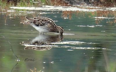 ÁNSAR PIQUICORTO (Anser brachyrhynchus) EN ESCALANTE