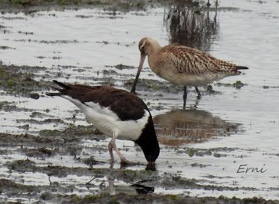 ÁNSAR PIQUICORTO (Anser brachyrhynchus) EN ESCALANTE