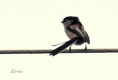 ÁNSAR PIQUICORTO (Anser brachyrhynchus) EN ESCALANTE