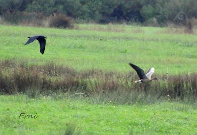 ÁNSAR PIQUICORTO (Anser brachyrhynchus) EN ESCALANTE