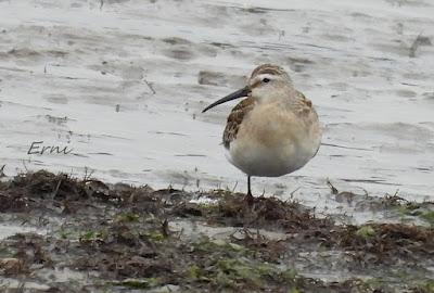 ÁNSAR PIQUICORTO (Anser brachyrhynchus) EN ESCALANTE