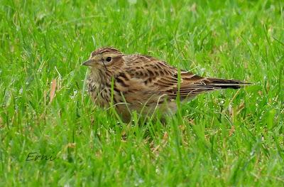 ÁNSAR PIQUICORTO (Anser brachyrhynchus) EN ESCALANTE