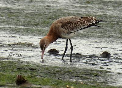 ÁNSAR PIQUICORTO (Anser brachyrhynchus) EN ESCALANTE