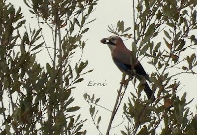 ÁNSAR PIQUICORTO (Anser brachyrhynchus) EN ESCALANTE