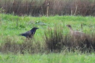 ÁNSAR PIQUICORTO (Anser brachyrhynchus) EN ESCALANTE
