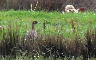 ÁNSAR PIQUICORTO (Anser brachyrhynchus) EN ESCALANTE
