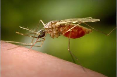 Una dosis única de fármaco experimental protege de la malaria