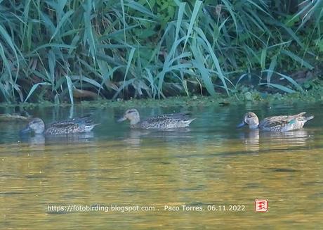 Cinco cercetas 2♂3♀