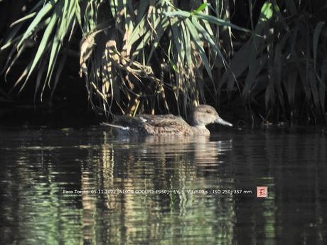 Cinco cercetas 2♂3♀