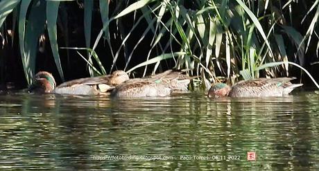 Cinco cercetas 2♂3♀