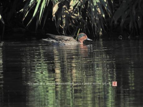 Cinco cercetas 2♂3♀