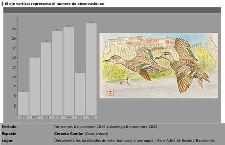 Cinco cercetas 2♂3♀