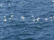 Migración gaviota cabecinegra