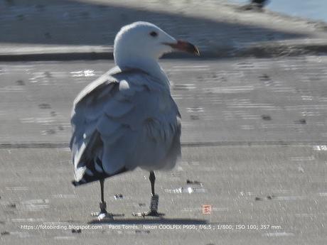 Gaviota de Audouin CDJM