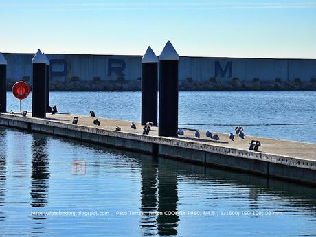 Gaviota de Audouin CDJM