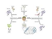 Regeneran neuronas dañadas células madre