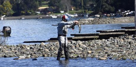 Cada vez más pescadores eligen los ambientes de Neuquén