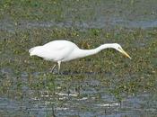 Ardea alba, Garceta Grande, Agró blanc, Great Egret.